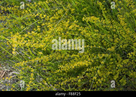 Osyris, Osyris alba, in fiore. Semi-arbusto parassita. Spagna. Foto Stock