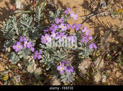 Stock di sabbia, Malcolmia littorea Foto Stock