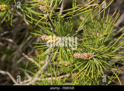 Coni e aghi di pino domestico, Pinus pinea, sulle dune, a sud-ovest della Spagna. Foto Stock