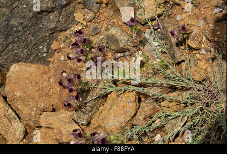 Un insolito, toadflax Linaria aeruginea, a sud-ovest della Spagna. Foto Stock