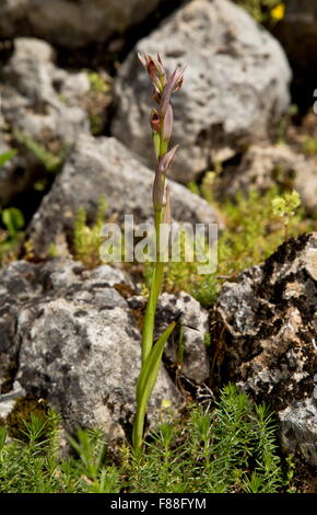 Piccola linguetta fiorito Orchid, Serapias parviflora in fiore, Spagna. Foto Stock