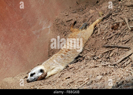 Un sonno meerkat o suricate (Suricata suricatta) presso la Giraffa House Wildlife consapevolezza Centro, Sud Africa. Foto Stock