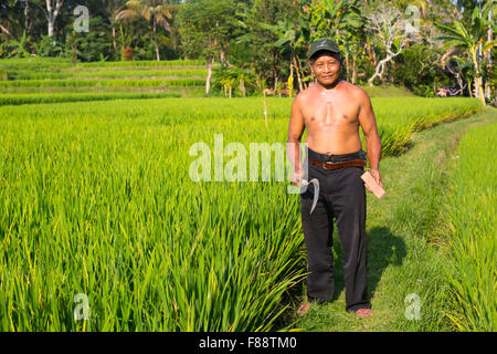 Ubud, Indonesia - 5 Settembre: un riso non identificato agricoltore lavora nei campi di riso in un caldo pomeriggio di sole nei pressi di Ubud, Bali, Ind Foto Stock