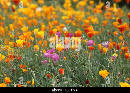 Multicolore Papavero californiano (Eschscholzia californica) Foto Stock