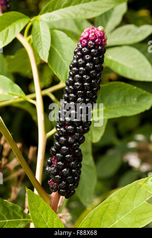 Bacche di Pokeweed Foto Stock