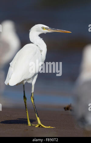 Western Reef Heron Foto Stock