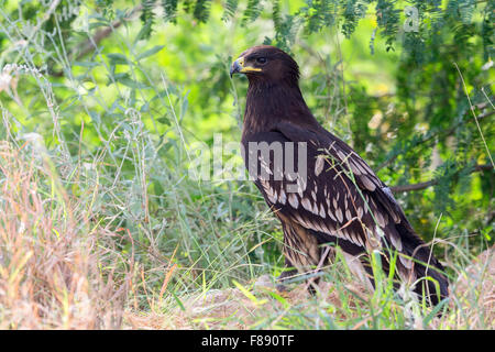 Maggiore Spotted Eagle, capretti in piedi sull'erba, Salalah, Dhofar, Oman (Clanga clanga) Foto Stock