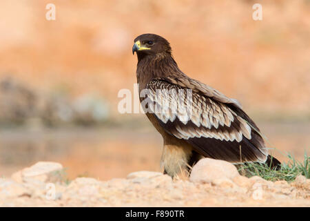 Maggiore Spotted Eagle, capretti in piedi sul suolo, Salalah, Dhofar, Oman (Clanga clanga) Foto Stock