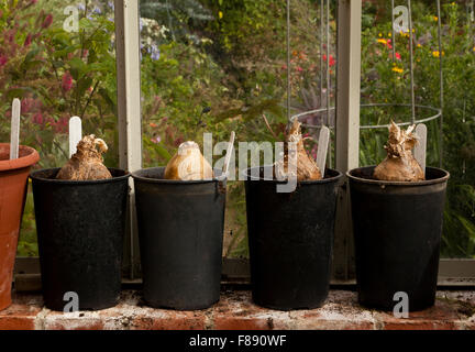 Quattro lampadine Amaryllis in vasi in serra Foto Stock