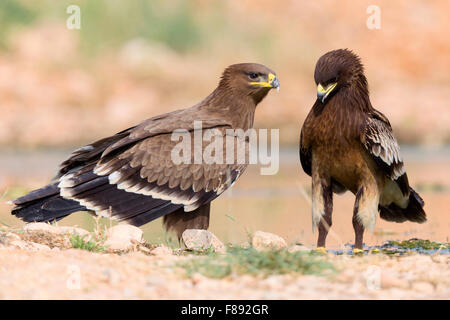 Steppa Eagle (Aquila nipalensis), giovanile insieme con una maggiore Spotted Eagle, Salalah, Dhofar, Oman Foto Stock