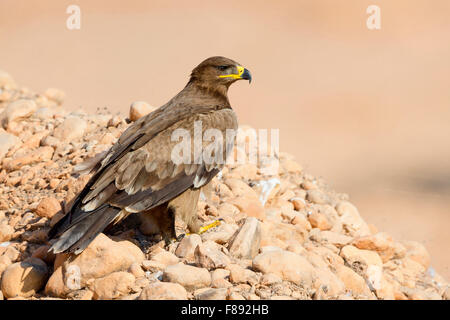 Steppa Eagle, in piedi sul suolo, Salalah, Dhofar, Oman (Aquila nipalensis) Foto Stock