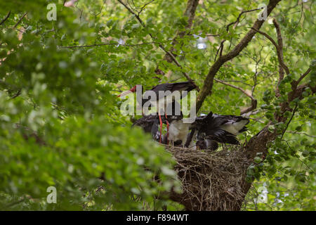 Sito di nidificazione della cicogna nera ( Ciconia nigra ), un adulto che dà da mangiare alla sua prole, nidificando in alto in un enorme faggio, fauna selvatica, in Europa. Foto Stock