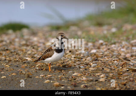 Turnstone / Steinwaelzer ( Arenaria interpres ), corpo pieno, vista laterale sulla banca di cozze, habitat tipico. Foto Stock