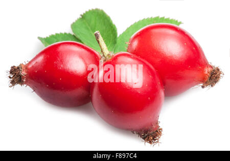 Rosa canina con foglie isolate su uno sfondo bianco. Foto Stock