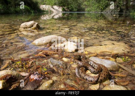 Il siciliano Biscia, Sizillianische Ringelnatter, Süditalienische Ringelnatter, Natrix natrix sicula, Natrix natrix ssp. sicula Foto Stock