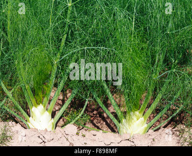 Giovani piante di finocchio prima del raccolto Foto Stock