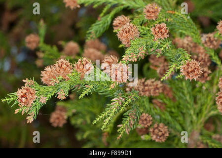 Cedro giapponese, Japanische Sicheltanne, Sichel-Tanne, Japanische Zeder, Sugi, Cryptomeria japonica, Cupressus japonica Foto Stock