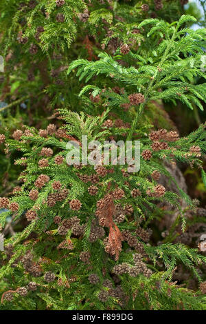 Cedro giapponese, Japanische Sicheltanne, Sichel-Tanne, Japanische Zeder, Sugi, Cryptomeria japonica, Cupressus japonica Foto Stock