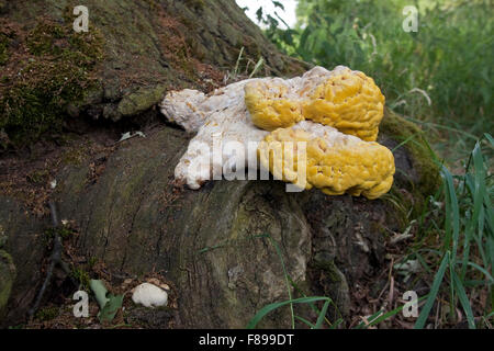 Crab-di-il-woods, zolfo polypore, Pollo dei boschi, Schwefel-Porling, Schwefelporling, sulfurei Laetiporus Foto Stock