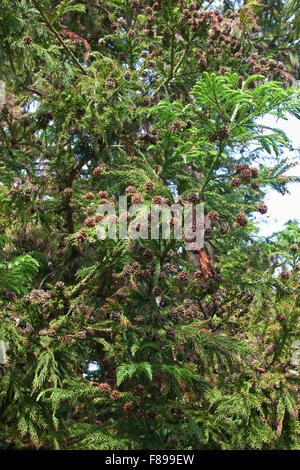 Cedro giapponese, Japanische Sicheltanne, Sichel-Tanne, Japanische Zeder, Sugi, Cryptomeria japonica, Cupressus japonica Foto Stock