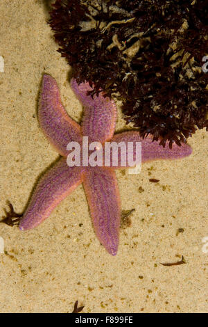 Starfish comune, politica europea comune in materia di seastar, stella di mare, mare-star, Gewöhnlicher Seestern, Gemeiner See-Stern, Asterias rubens Foto Stock