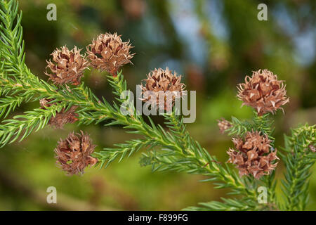Cedro giapponese, Japanische Sicheltanne, Sichel-Tanne, Japanische Zeder, Sugi, Cryptomeria japonica, Cupressus japonica Foto Stock