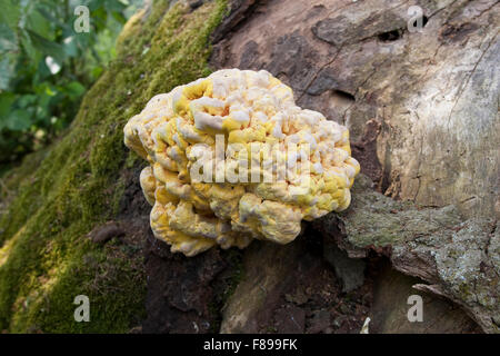 Crab-di-il-woods, zolfo polypore, Pollo dei boschi, Schwefel-Porling, Schwefelporling, sulfurei Laetiporus Foto Stock