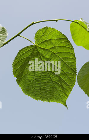 Grandi lasciava in calce, Linden, leaf, foglie Sommerlinde, Sommer-Linde, Linde, Blätter, Blatt, Tilia platyphyllos Foto Stock