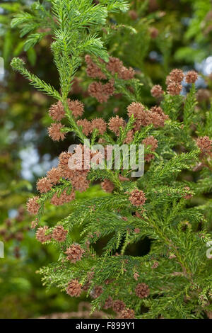 Cedro giapponese, Japanische Sicheltanne, Sichel-Tanne, Japanische Zeder, Sugi, Cryptomeria japonica, Cupressus japonica Foto Stock