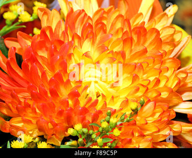 Un bel colore arancione fiore del crisantemo fotografato vicino fino Foto Stock