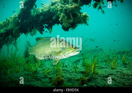 Maschio di Smallmouth proteggere nest e i giovani pesci del fiume San Lorenzo Foto Stock