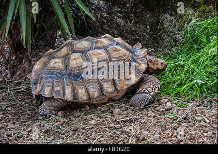 Spronato africano / tartaruga sulcata tartaruga (Geochelone sulcata) nativi a bordo meridionale del deserto del Sahara, in Africa settentrionale Foto Stock