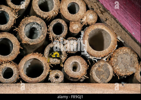 Mason bee / builder bee Osmia cornuta - laden con il polline e il nettare - immissione indietro nel nido di stelo cavo presso hotel di insetto Foto Stock