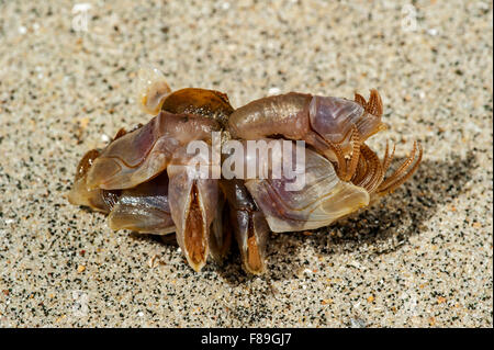 Oca Blue cirripedi / boa barnacle / blu sgambate barnacle (Lepas fascicularis / Dosima fascicularis) lavato sulla spiaggia Foto Stock