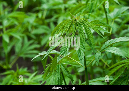 La Cannabis / Canapa (Cannabis sativa) piante che crescono in piantagione Foto Stock