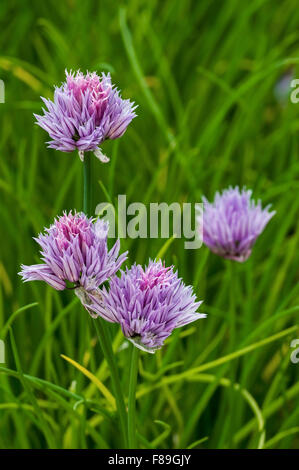 Erba cipollina (Allium schoenoprasum) in fiore Foto Stock
