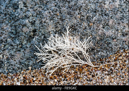 Comune di erbaccia di corallo / Coralweed (Corallina officinalis) si è incagliata sulla spiaggia Foto Stock