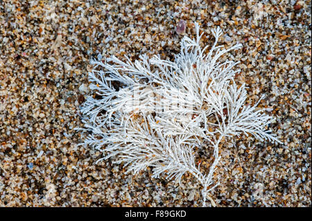 Comune di erbaccia di corallo / Coralweed (Corallina officinalis) si è incagliata sulla spiaggia Foto Stock