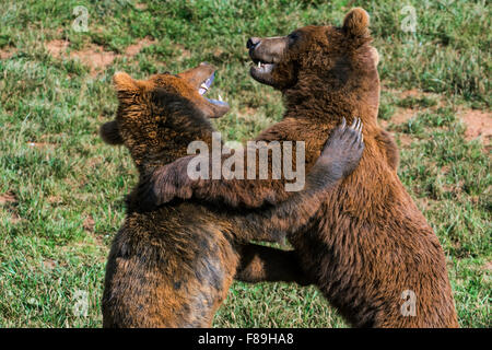 Due eurasiatica aggressivo l'orso bruno (Ursus arctos arctos) lotta mentre ritto sulle zampe posteriori Foto Stock