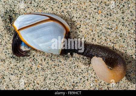 Oca comune barnacle / pesca pelagica a collo d'oca barnacle / liscia a collo di cigno cirripedi (Lepas anatifera) Foto Stock