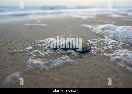 Bournemouth Dorset, Regno Unito, 7 dicembre, 2015. Dai-vento marinaio (Velella velella) lavato fino a Bournemouth. Questo tipo di medusa (Cnidarian) vive negli oceani aperti e si trovano di solito in caldo e acque temperate. Galleggiano sulla superficie del mare e sono azionati da loro fin che afferra il vento. Essi possono essere bloccati su spiagge essendo soffiato in acque costiere. Credito: Susanne Masters/Alamy Live News Foto Stock