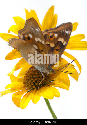 Butterfly (Apatura ilia) su fiori di un coneflower (Rudbeckia). formato verticale. sfondo bianco, bianco massa, tagliati fuori. Foto Stock