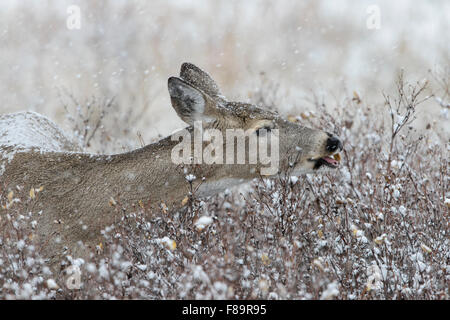 Alimentazione di White-tailed doe (Odocoileus virginianus), Stati Uniti occidentali Foto Stock