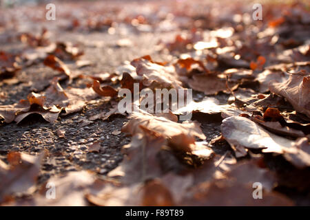 Un raggio di sole sul caduto foglie di autunno Foto Stock