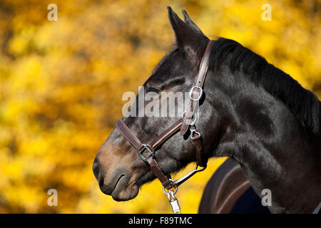 Cavallo ritratto sul prato con giallo Foglie di autunno in background Foto Stock