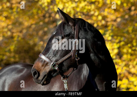 Cavallo ritratto sul prato con giallo Foglie di autunno in background Foto Stock