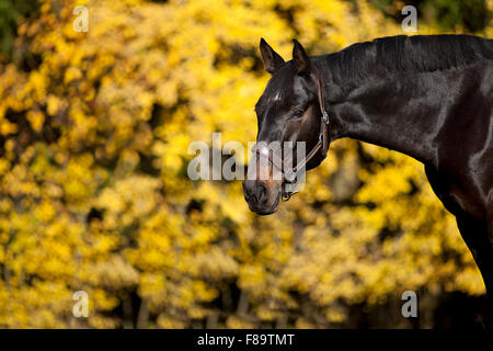 Cavallo ritratto sul prato con giallo Foglie di autunno in background Foto Stock