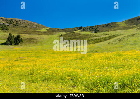 Fiore giallo prato in Pitztal in Austria in estate Foto Stock