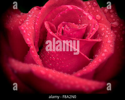 Primo piano di una rosa rossa (Ingrid Bergman ibrido) dopo la doccia a pioggia. Portland prova Rose Garden. Portland, Oregon Foto Stock