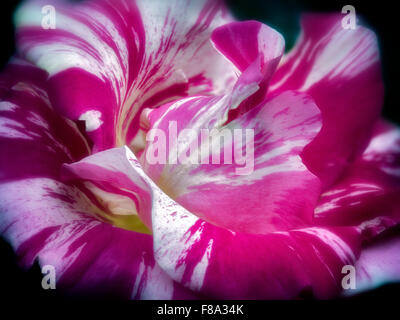 Close up di rose (quarto di luglio). Portland prova Rose Gardens. Portland, Oregon Foto Stock